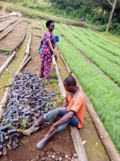 nursery bed for afforestation